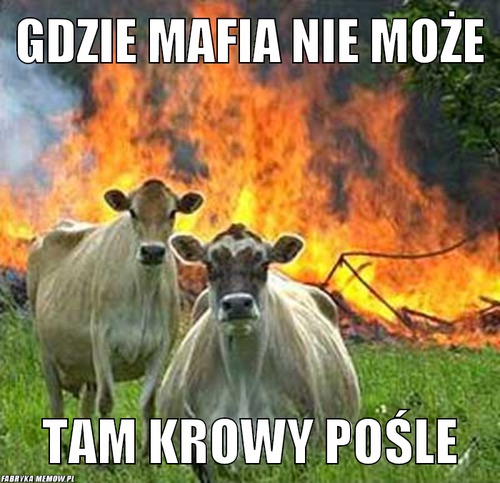 Gdzie mafia nie może – Gdzie mafia nie może tam krowy pośle