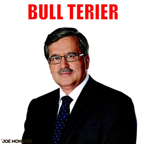 Bull terier – bull terier 