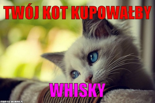 Twój kot kupowałby – twój kot kupowałby whisky