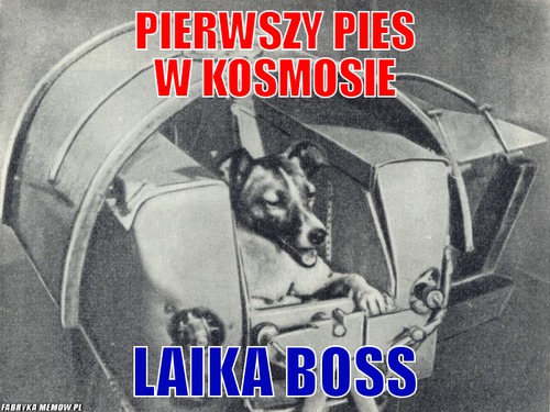 Pierwszy pies w kosmosie – Pierwszy pies w kosmosie Laika boss