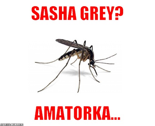 Sasha grey? – sasha grey? amatorka...