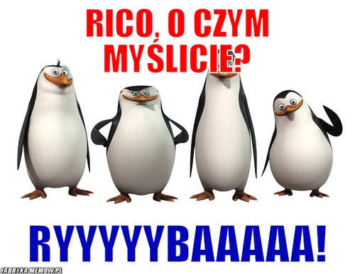 Rico, o czym myślicie? – rico, o czym myślicie? ryyyyybaaaaa!