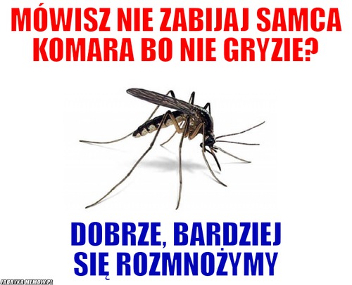 Mówisz nie zabijaj samca komara bo nie gryzie? – mówisz nie zabijaj samca komara bo nie gryzie? dobrze, bardziej się rozmnożymy