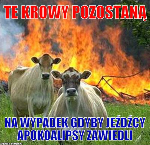 Te krowy pozostaną – te krowy pozostaną na wypadek gdyby jeźdźcy apokoalipsy zawiedli
