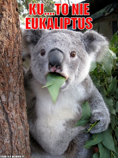 Ku....to nie eukaliptus – ku....to nie eukaliptus 