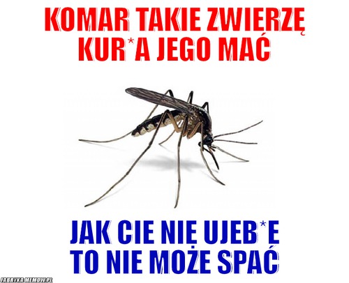Komar takie zwierzę kur*a jego mać – komar takie zwierzę kur*a jego mać jak cie nie ujeb*e to nie może spać