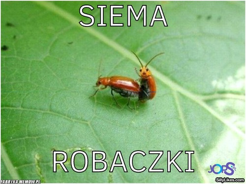 Siema – Siema Robaczki