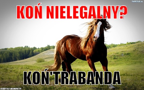 Koń nielegalny? – Koń nielegalny? KOŃ&#039;TRABANDA