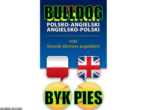 Bulldog – bulldog byk pies