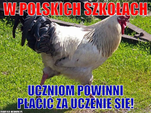 W polskich szkołach – w polskich szkołach uczniom powinni płacić za uczenie się!