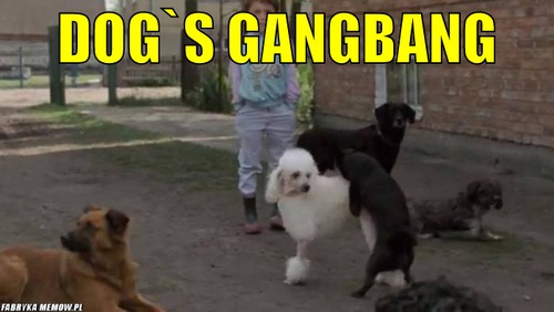 Dog`s gangbang – dog`s gangbang 