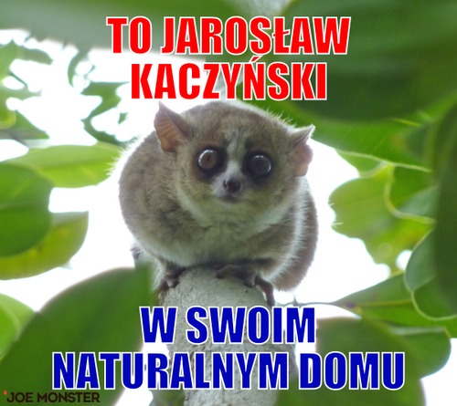 To Jarosław Kaczyński – To Jarosław Kaczyński w swoim naturalnym domu